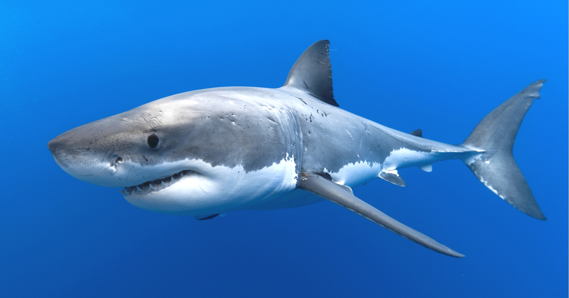 What's Your Shark Personality?